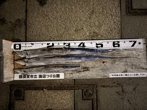 タチウオの釣果
