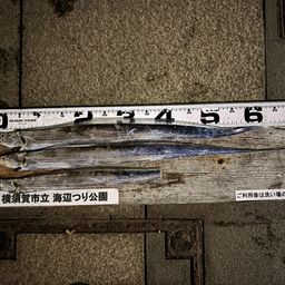 タチウオ