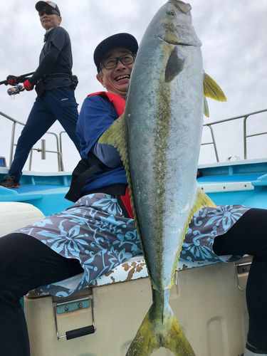 ヒラマサの釣果