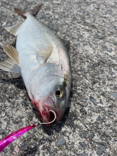 ショゴの釣果