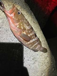 キジハタの釣果