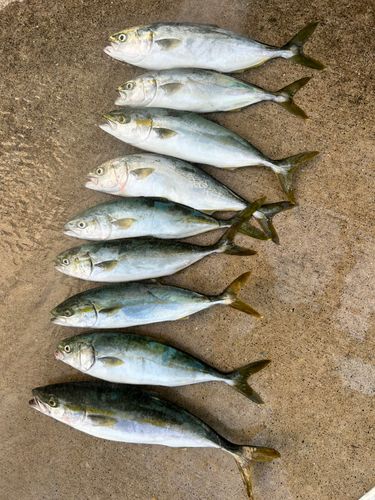 ツバスの釣果