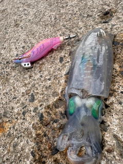 アオリイカの釣果