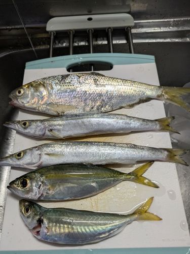 コノシロの釣果