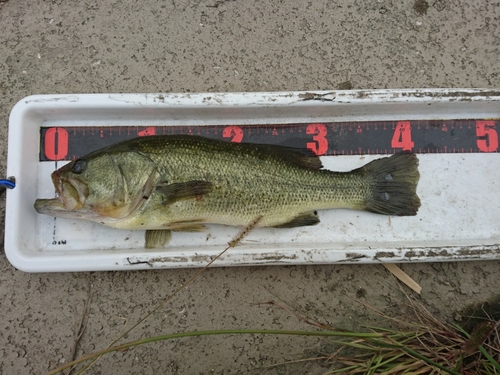 ラージマウスバスの釣果