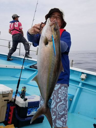 カンパチの釣果