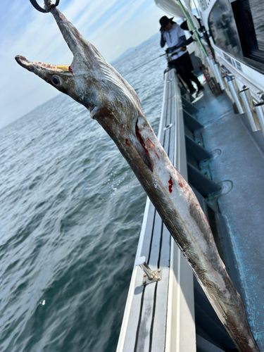 ハモの釣果