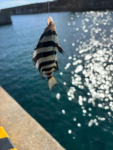 サンバソウの釣果