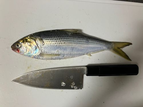 コノシロの釣果