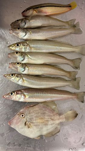 キスの釣果