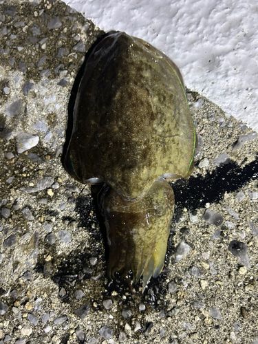 ケンサキイカの釣果