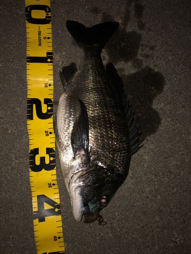 クロダイの釣果