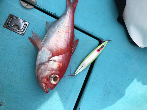 キンメダイの釣果