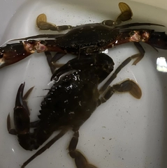 イシガニの釣果