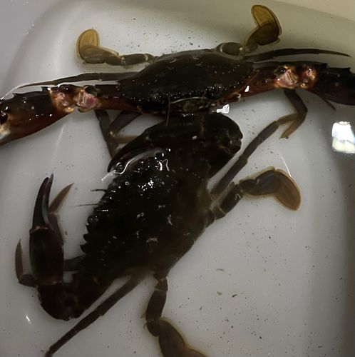 イシガニの釣果