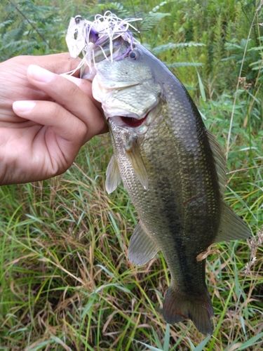 ラージマウスバスの釣果
