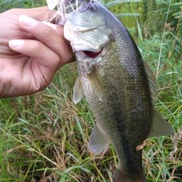 ラージマウスバス