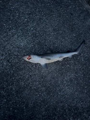 サメの釣果