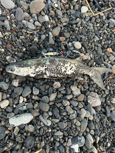 ボラの釣果