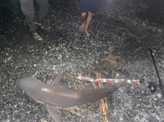 サメの釣果