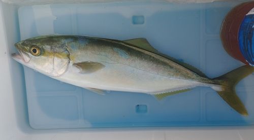 ツバスの釣果