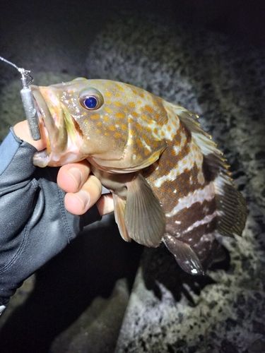 アコウの釣果
