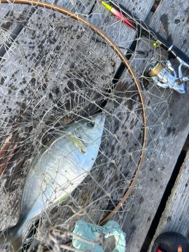 シマアジの釣果