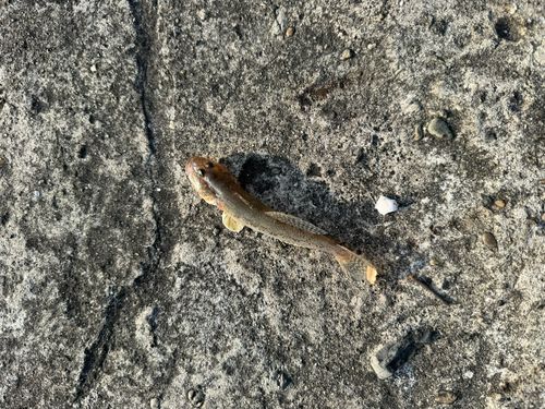 ハゼの釣果
