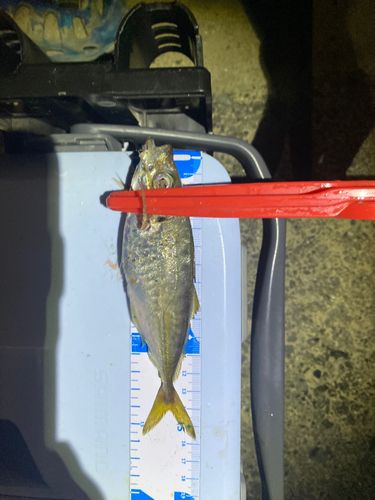 マアジの釣果