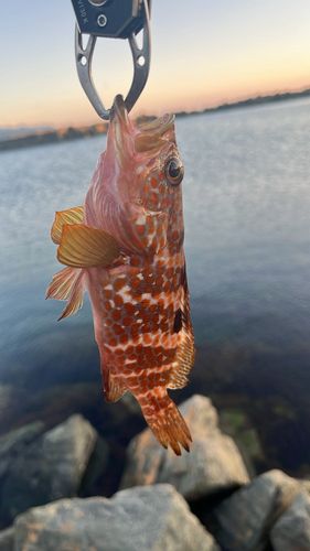 キジハタの釣果