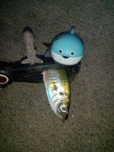 マアジの釣果