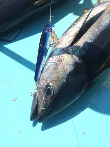 キハダマグロの釣果