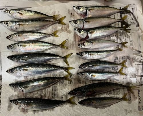 サバの釣果