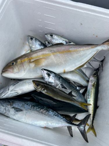 カンパチの釣果