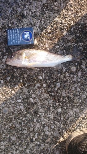 イシモチの釣果
