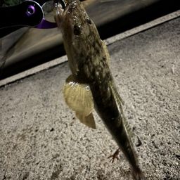 マゴチ