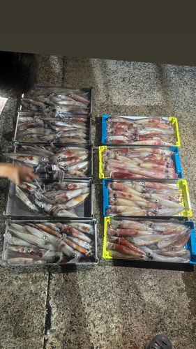 ケンサキイカの釣果