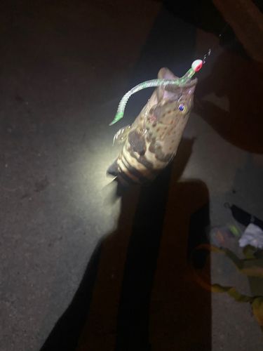 アカハタの釣果