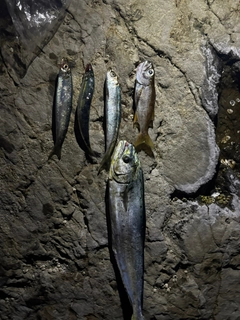 シイラの釣果