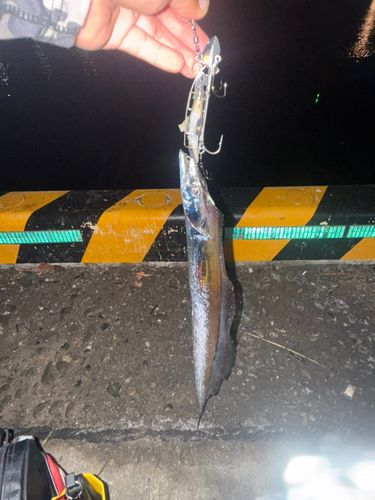 タチウオの釣果