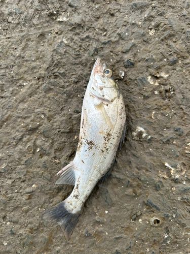セイゴ（タイリクスズキ）の釣果