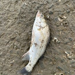 セイゴ（タイリクスズキ）