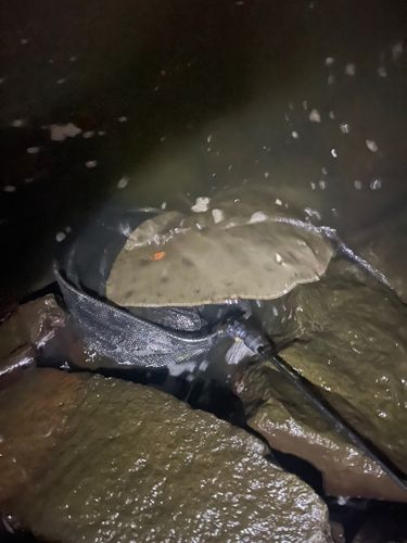 ツバクロエイの釣果