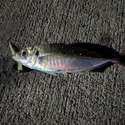 アジ