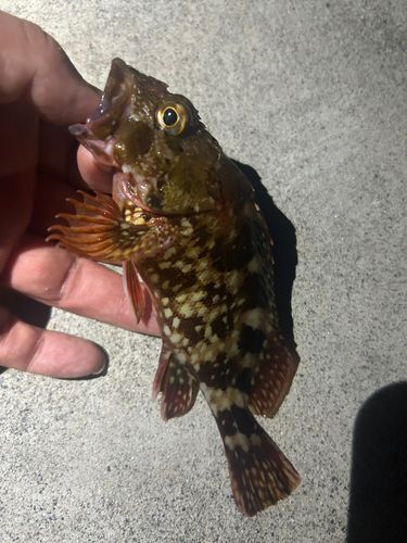 カサゴの釣果