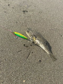 クサフグの釣果