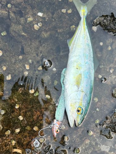 ツバスの釣果