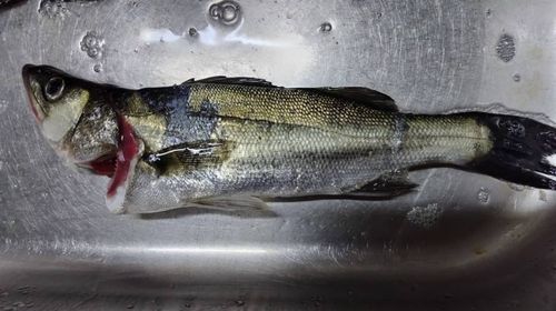 マダカ（ヒラスズキ）の釣果