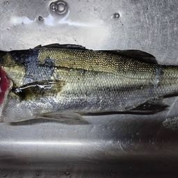 マダカ（ヒラスズキ）