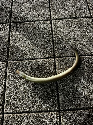 ウナギの釣果